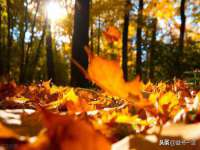 重庆博千隆农业发展有限公司
