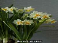 重庆博千隆农业发展有限公司