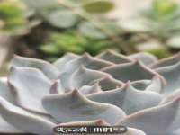 重庆博千隆农业发展有限公司