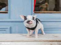 重庆博千隆农业发展有限公司