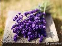 重庆博千隆农业发展有限公司