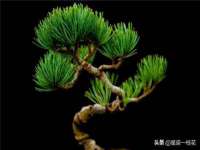 重庆博千隆农业发展有限公司